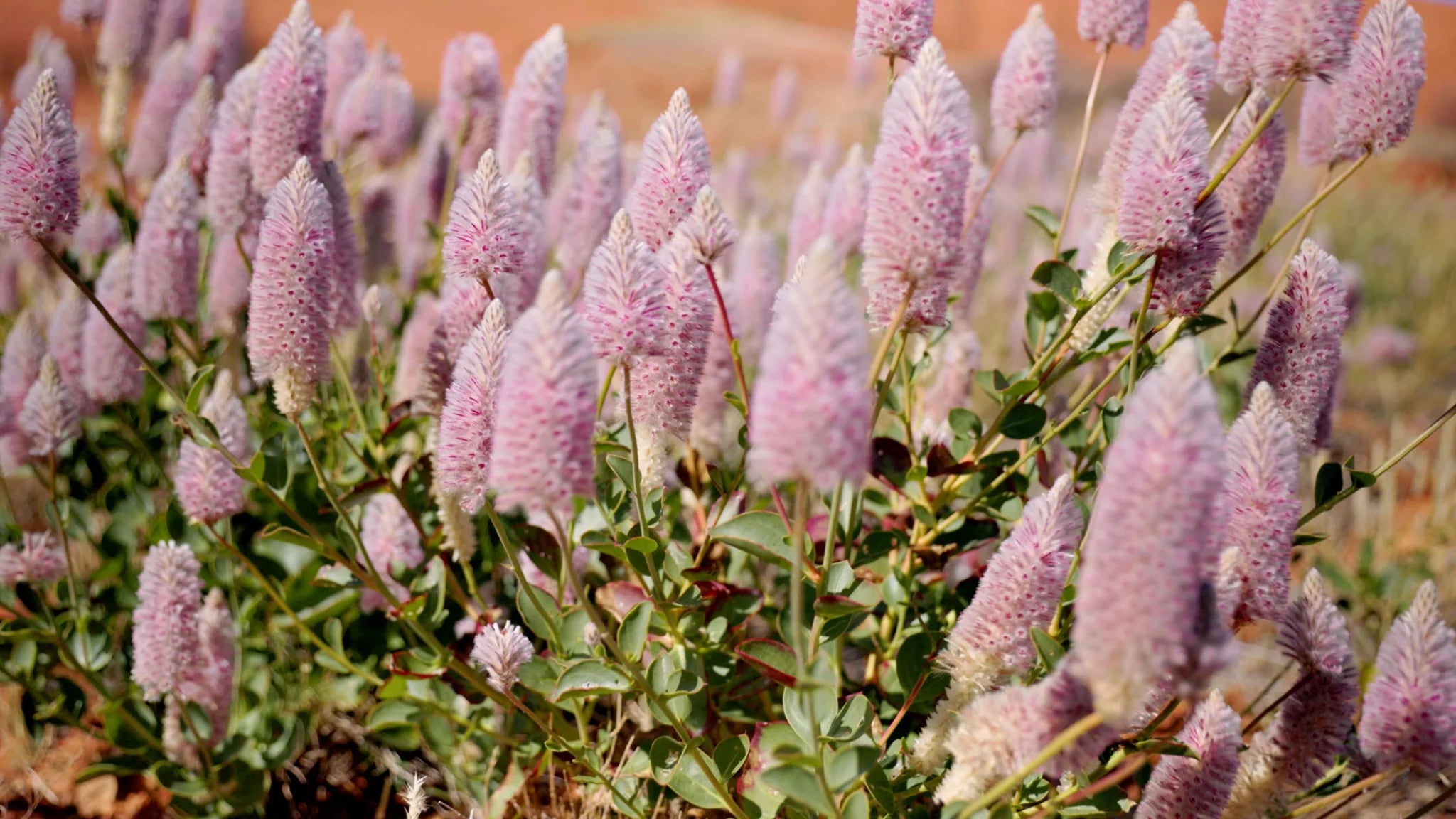 Larapinta in Sandalwood Reed Diffuser