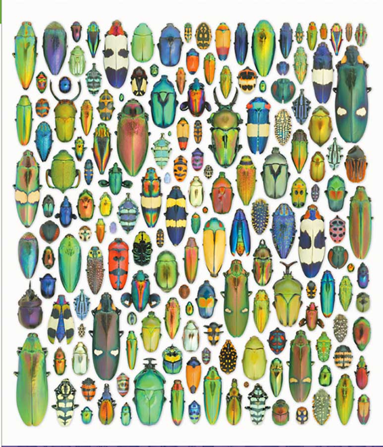 Exquisite Creatures - 1,000 pc Puzzle
