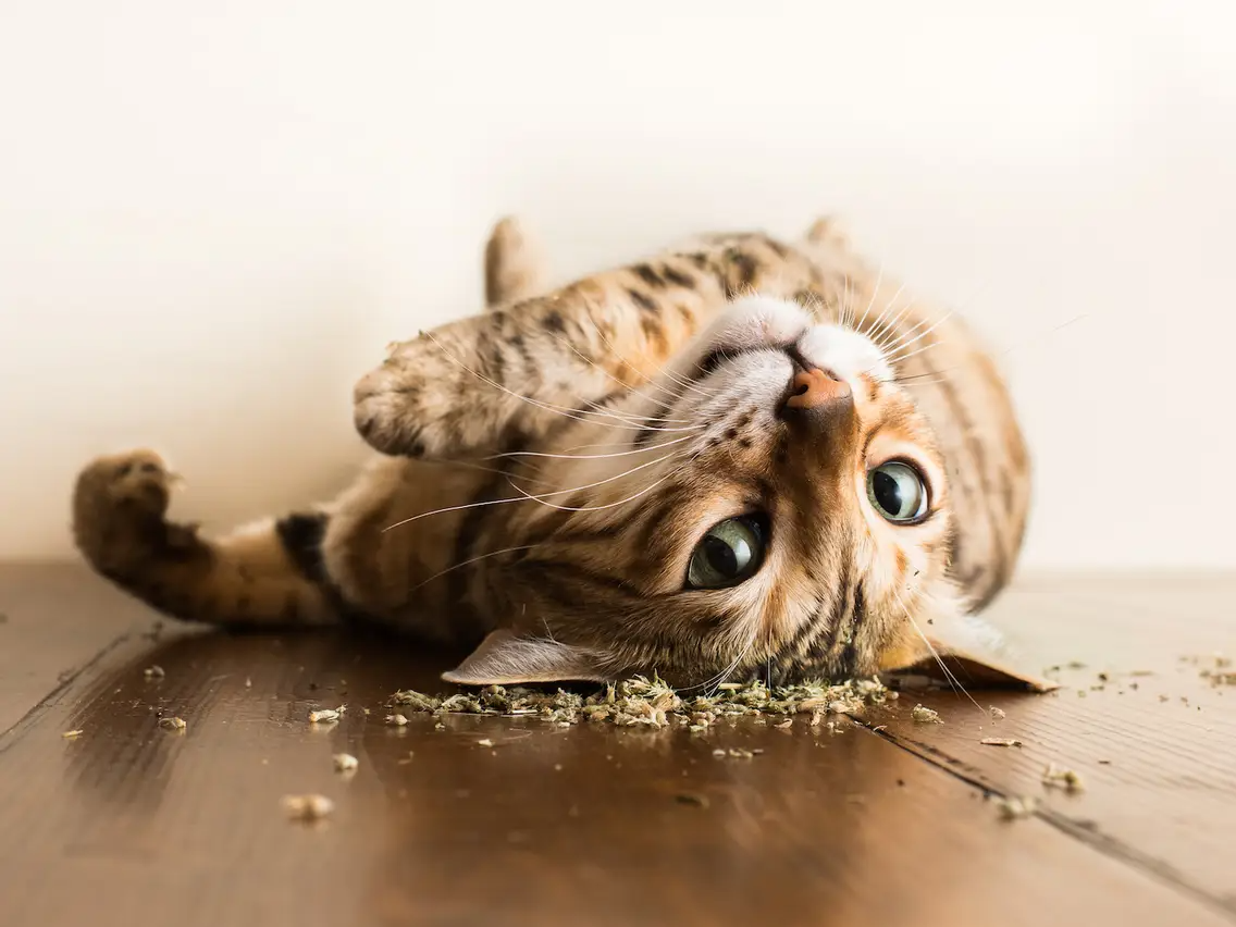 Cats On Catnip