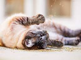 Cats On Catnip