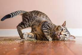Cats On Catnip