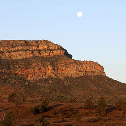 Wilpena in Cactus Flower Reed Diffuser