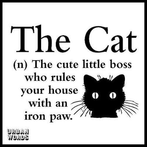 Urban Words; The Cat